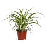 Graslelie Chlorophytum ‘Variegatum’