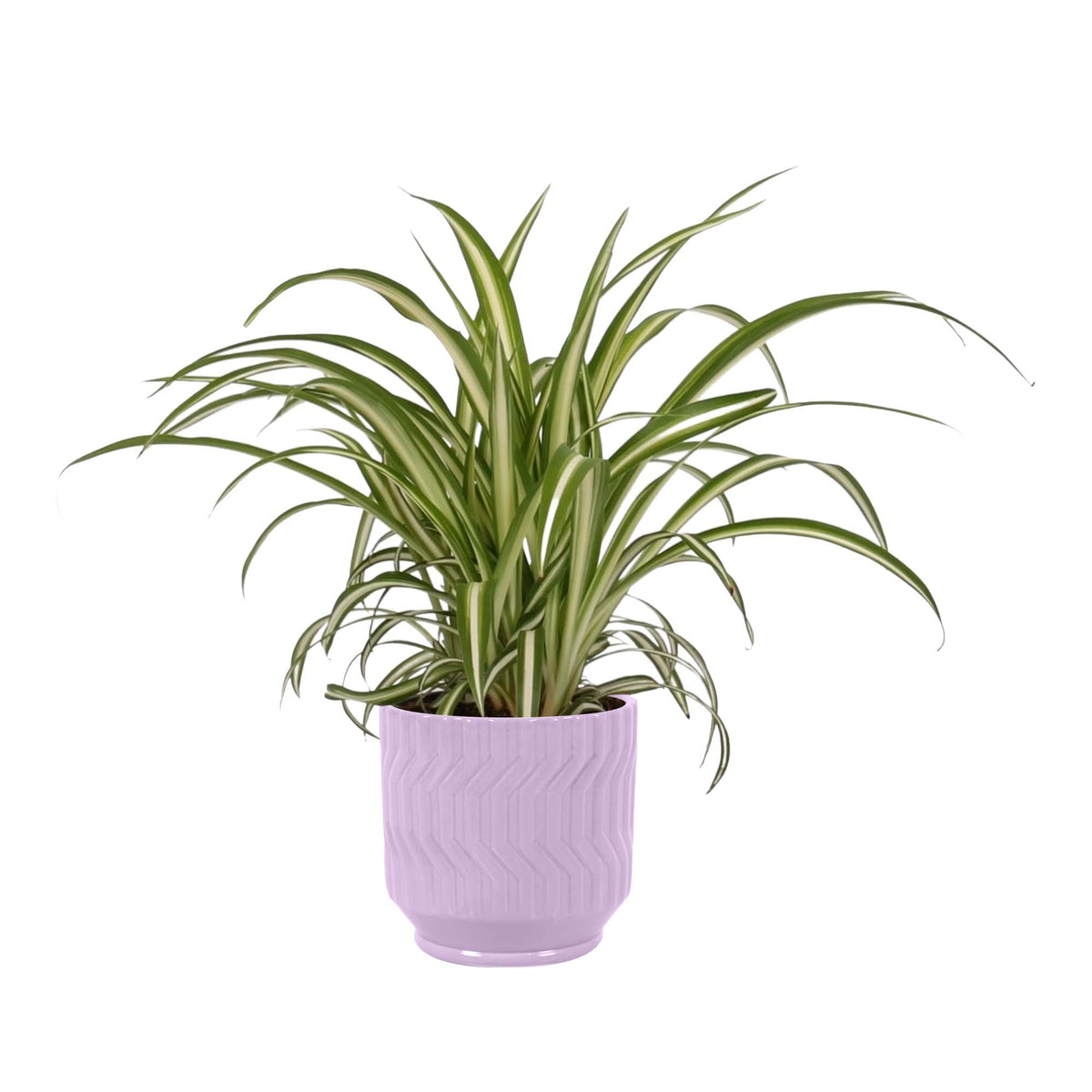 Chlorophytum Comosum ‘Variegatum’ In Jane Keramiek (Purple)