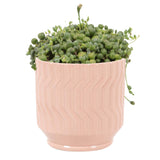 Bental Senecio Rowleyanus Erwtenplant In Jane Keramiek (Orange)