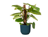 Philodendron 'Fuzzy Petiole'  In Elho ® Vibes Fold Rond (Diepblauw)