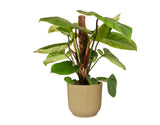 Philodendron 'Fuzzy Petiole'  In Elho ® Vibes Fold Rond (Botergeel)