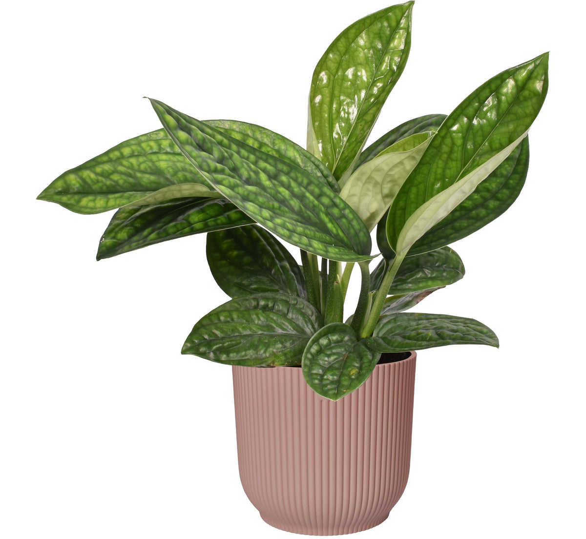 Epipremnum Pinnatum 'Marble Planet' In Elho ® Vibes Fold Rond (Delicaat Roze)