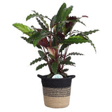 Rufibarba  In Plantenmand Sumatra