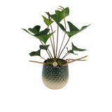 Anthurium Arrow In Florence Green Keramiek