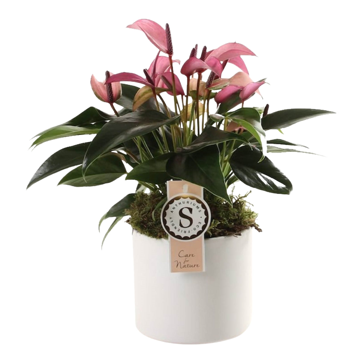 Anthurium Zizou In Bari Keramiek White