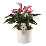 Anthurium Zizou In Bari Keramiek White