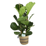 Ficus Lyrata In Plantenmand Flores