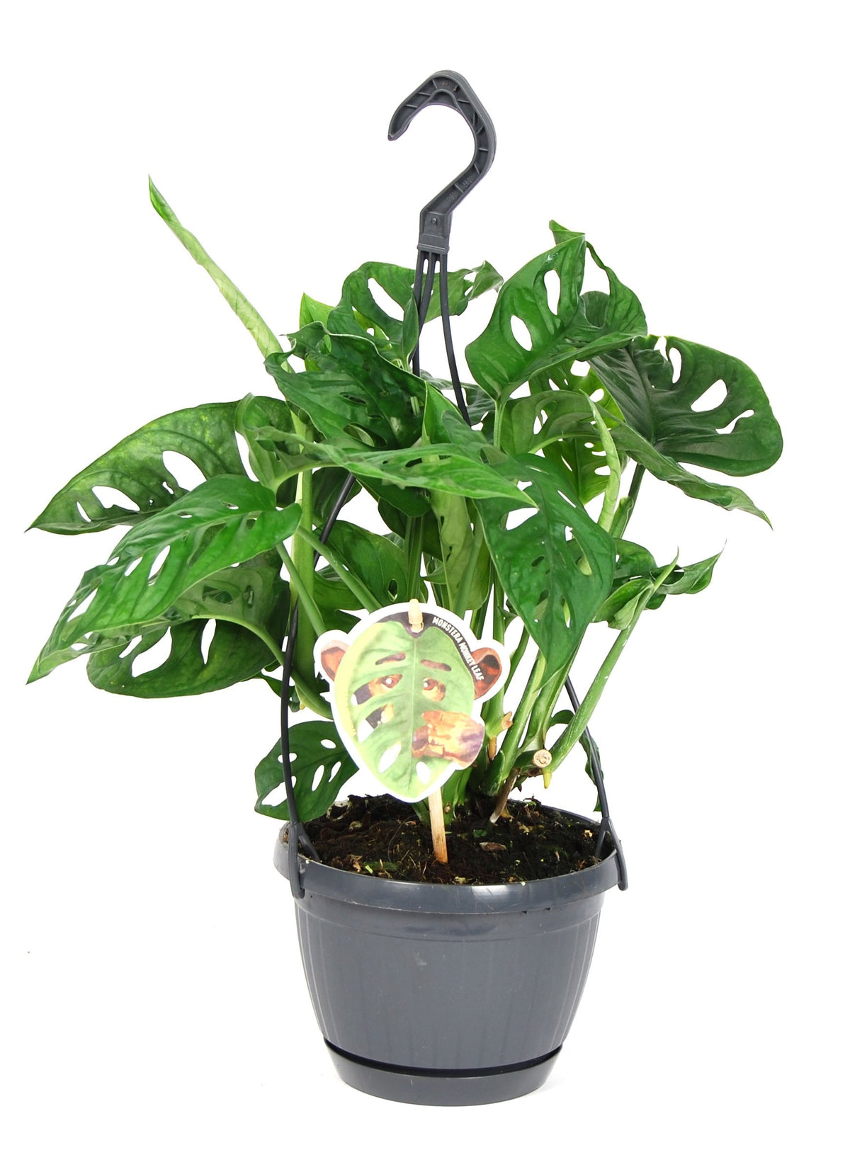 Monstera Obliqua 'Monkey Leaf' (In Hangpot)