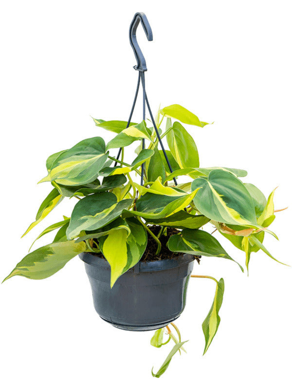 Boomliefhebber Philodendron Scandens (Hangplant)