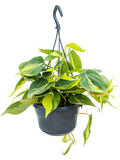 Boomliefhebber Philodendron Scandens (Hangplant)
