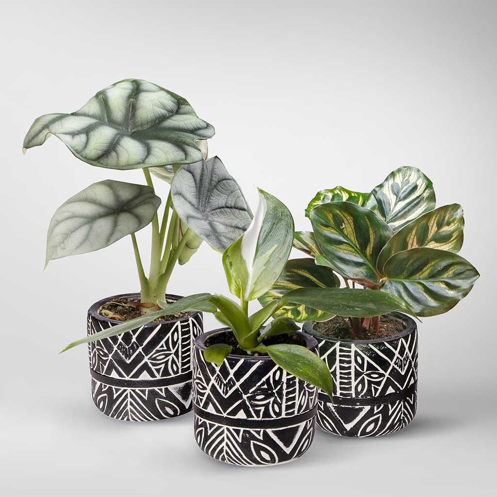 Plantenset “Plantlover” (in design keramiek)