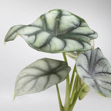 Plantenset “Plantlover” (in design keramiek)