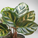 Plantenset “Plantlover” (in design keramiek)