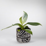 Plantenset “Plantlover” (in design keramiek)