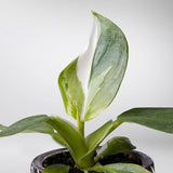 Plantenset “Plantlover” (in design keramiek)