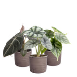 Plantenset Alocasia  (In Laos Keramiek)