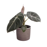 Plantenset Alocasia  (In Laos Keramiek)