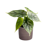 Plantenset Alocasia  (In Laos Keramiek)