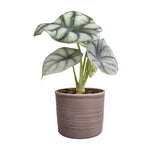 Plantenset Alocasia  (In Laos Keramiek)