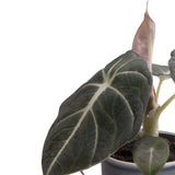 Plantenset Alocasia  (In Laos Keramiek)