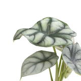 Plantenset Alocasia  (In Laos Keramiek)
