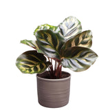 Plantenset Calathea's (In Laos Keramiek)