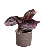 Plantenset Calathea's (In Laos Keramiek)