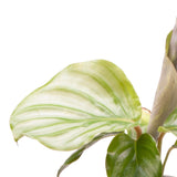 Plantenset Calathea's (In Laos Keramiek)