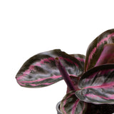 Plantenset Calathea's (In Laos Keramiek)