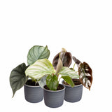 Plantenset 'Jungle Dream' (In Laos Keramiek)