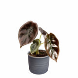 Plantenset 'Jungle Dream' (In Laos Keramiek)