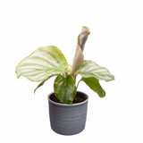 Plantenset 'Jungle Dream' (In Laos Keramiek)